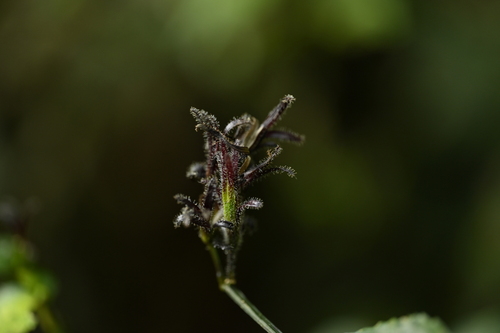 Himalayan acanthus (Strobilanthes pentastemonoides)