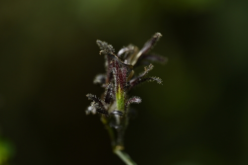 Strobilanthes pentastemonoides, photograph 1