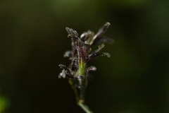 (c) 曾昱承 Yu-Cheng Zeng, some rights reserved (CC BY) Strobilanthes pentastemonoides, photograph (c) 曾昱承 Yu-Cheng Zeng, some rights reserved (CC BY)