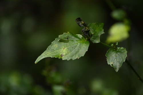 Image of Strobilanthes pentastemonoides by (c) 曾昱承 Yu-Cheng Zeng, some rights reserved (CC BY)