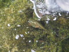 Triops longicaudatus