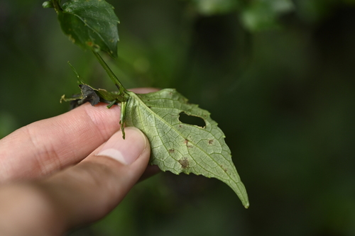 Strobilanthes pentastemonoides, photograph 3