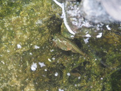 Triops longicaudatus