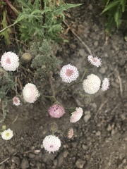 Chaenactis artemisiifolia