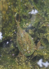 Triops longicaudatus