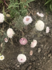 Chaenactis artemisiifolia