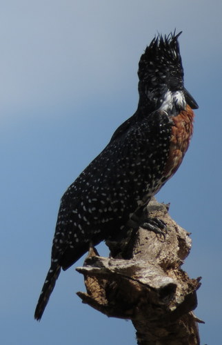 Megaceryle maxima