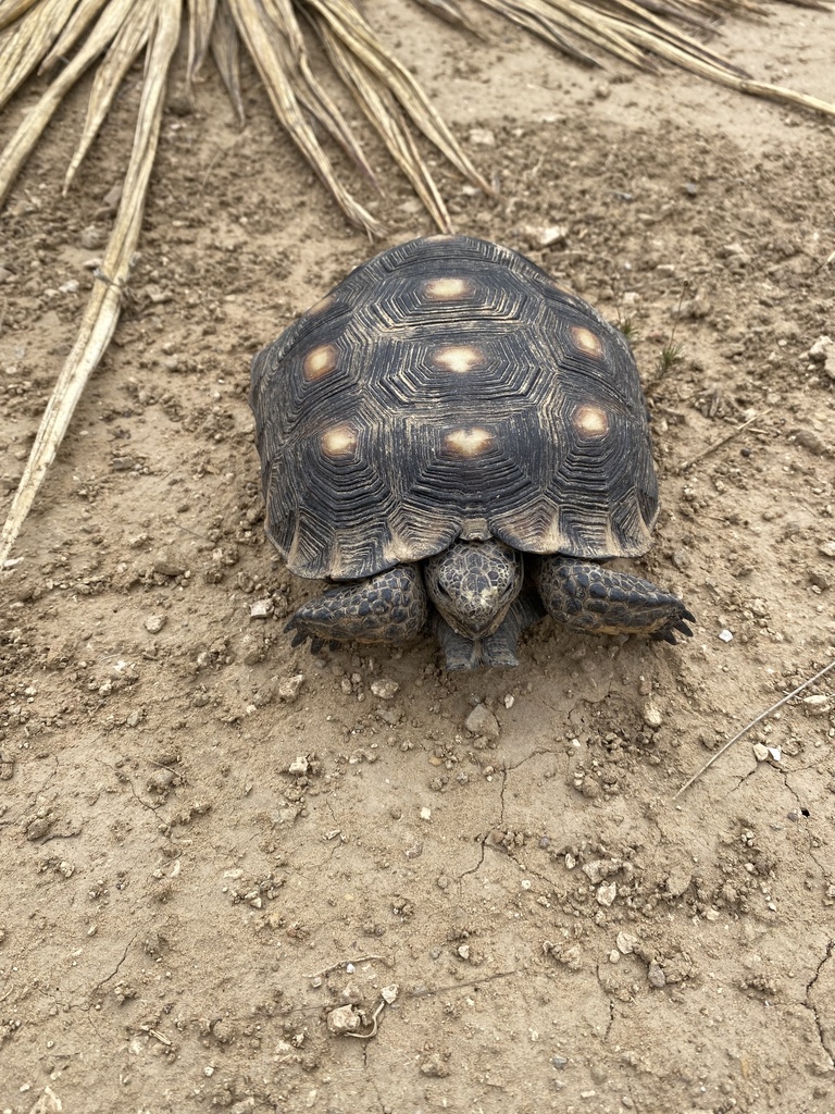 Texas Native Tortoise Texas Tortoise in May 2024 by yaxxmm · iNaturalist