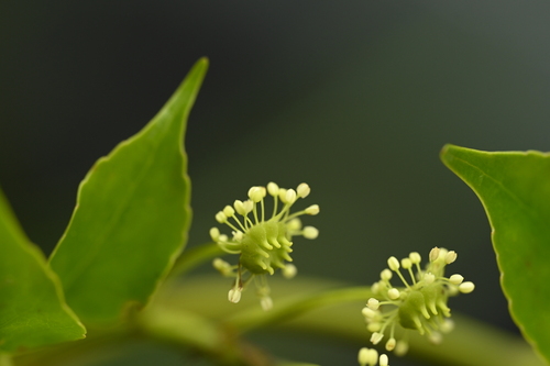 Image of Cartwheel Tree (Trochodendron aralioides) by (c) 曾昱承 Yu-Cheng Zeng, some rights reserved (CC BY)