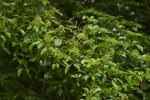 Image of Trochodendron aralioides by (c) 曾昱承 Yu-Cheng Zeng, some rights reserved (CC BY)