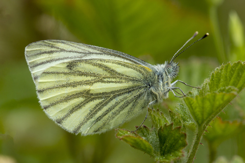Green-veined white