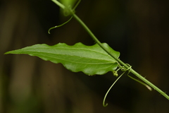 Smilax sieboldii, photograph (c) 曾昱承 Yu-Cheng Zeng, some rights reserved (CC BY)