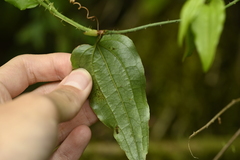Smilax sieboldii, photograph (c) 曾昱承 Yu-Cheng Zeng, some rights reserved (CC BY)