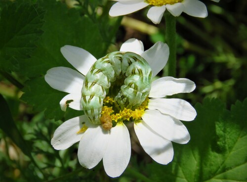Cucullia chamomillae