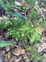 Galium andrewsii
