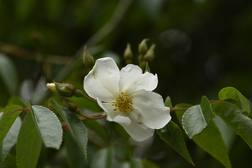 Rosa sambucina, photograph 4