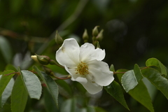 Rosa sambucina, photograph (c) 曾昱承 Yu-Cheng Zeng, some rights reserved (CC BY)