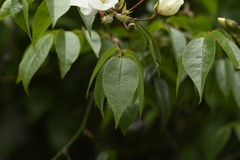 Rosa sambucina, photograph (c) 曾昱承 Yu-Cheng Zeng, some rights reserved (CC BY)