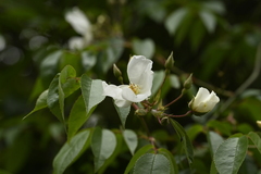 Rosa sambucina, photograph (c) 曾昱承 Yu-Cheng Zeng, some rights reserved (CC BY)