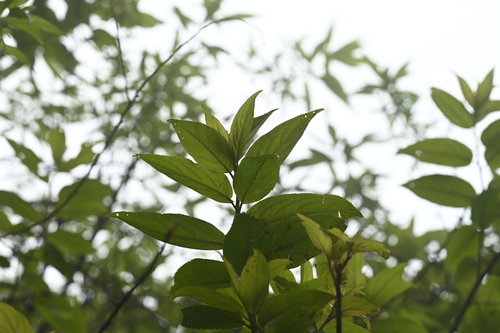 Image of Stachyurus himalaicus by (c) 曾昱承 Yu-Cheng Zeng, some rights reserved (CC BY)