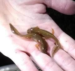 Ambystoma opacum