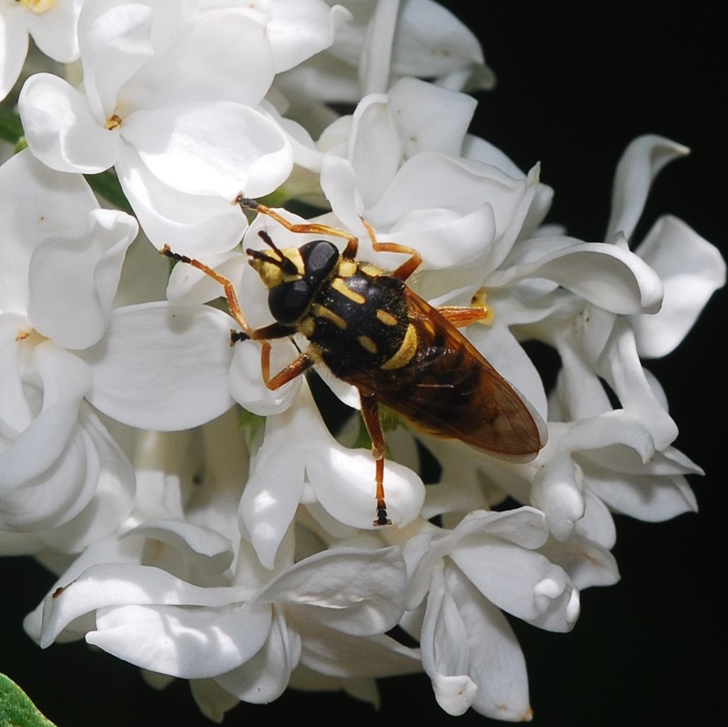 Short-horned Yellowjacket Fly