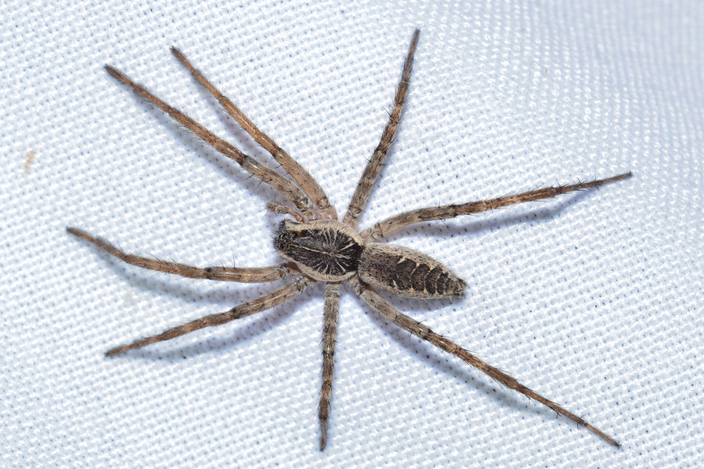 Telaraña De Lobo Arañas Lobo