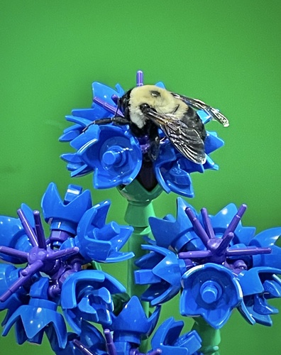 Brown-belted bumble bee
