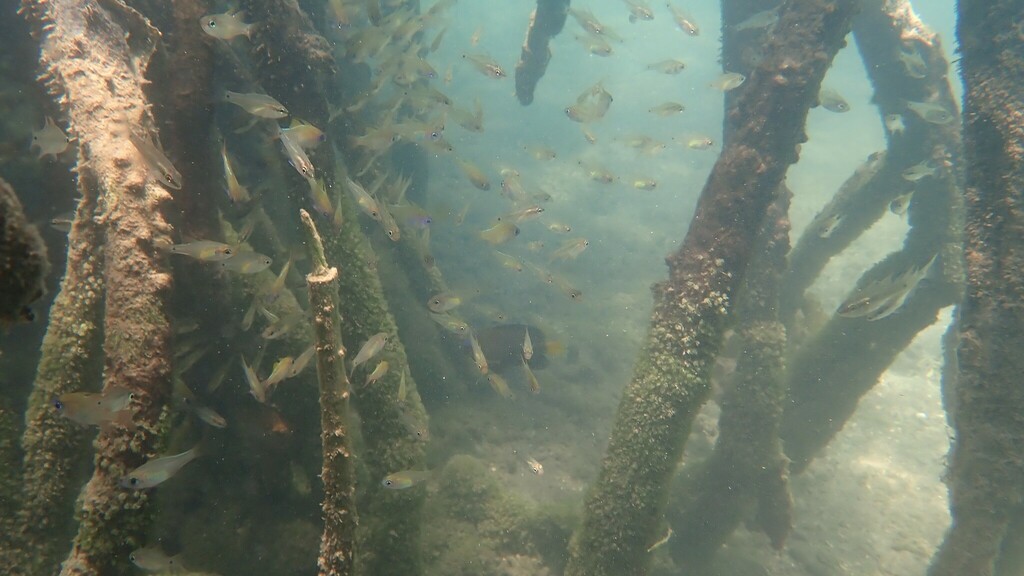 fragile cardinalfish