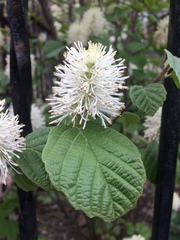 Fothergilla