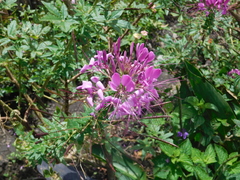 Cleome spinosa