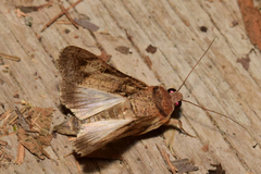 Melipotis agrotoides