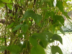 Passiflora cisnana