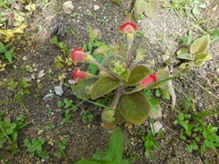 Kohleria amabilis