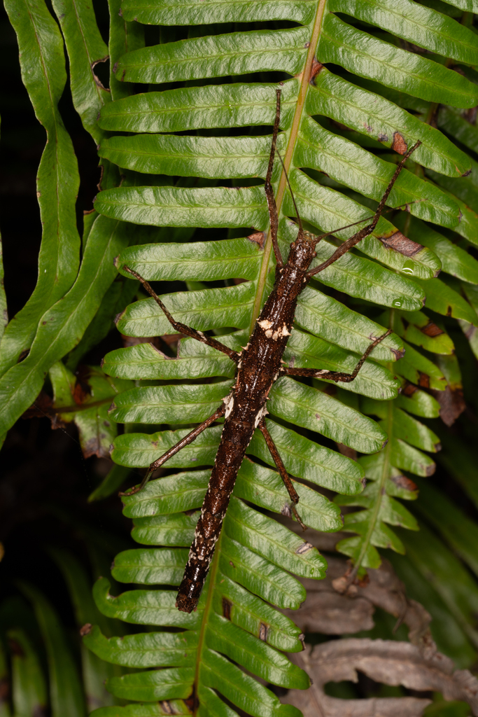 Neohirasea hongkongensis