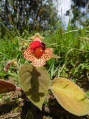 Kohleria amabilis