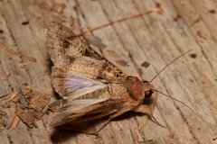 Melipotis agrotoides