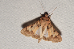 Melipotis agrotoides