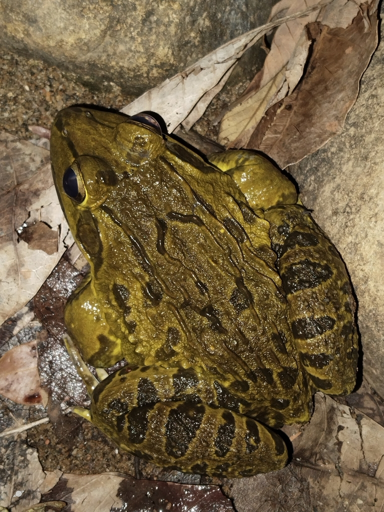 Crowned Bullfrogs and Tiger Frogs from JRF5+MFV, Chembanoda, Kerala ...