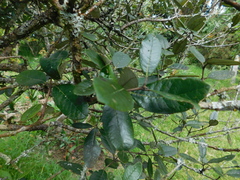 Feijoa sellowiana