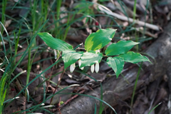 Polygonatum lasianthum, photograph (c) WATANABE Hitoshi 渡辺仁, some rights reserved (CC BY)