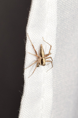 Oxyopes tridens