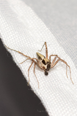 Oxyopes tridens