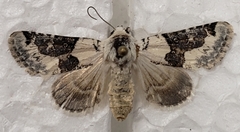 Triocnemis saporis