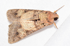 Melipotis agrotoides