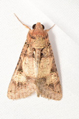 Melipotis agrotoides