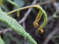 Sticherus rubiginosus