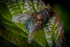 Eudasyphora cyanella