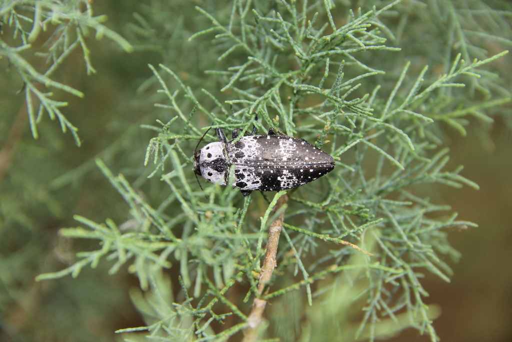 Chalcophorella bagdadensis