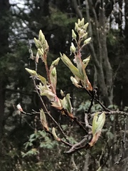 Amelanchier canadensis